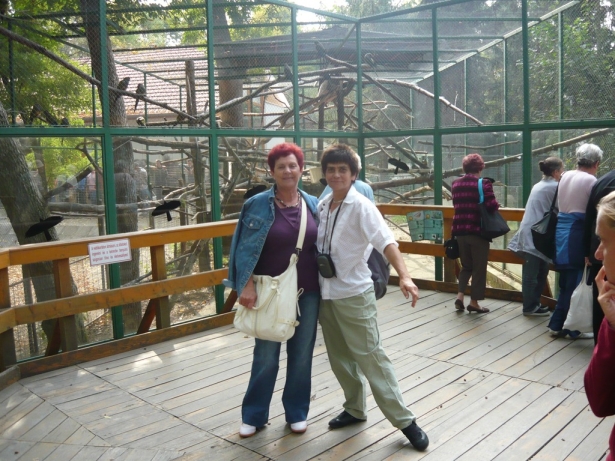 A csajok