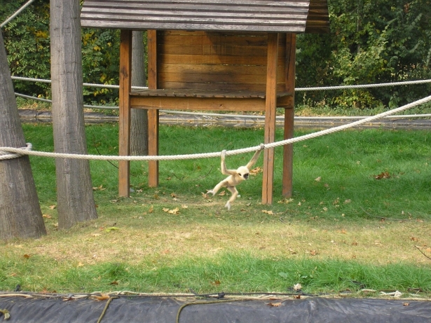 Mindenki kedvence